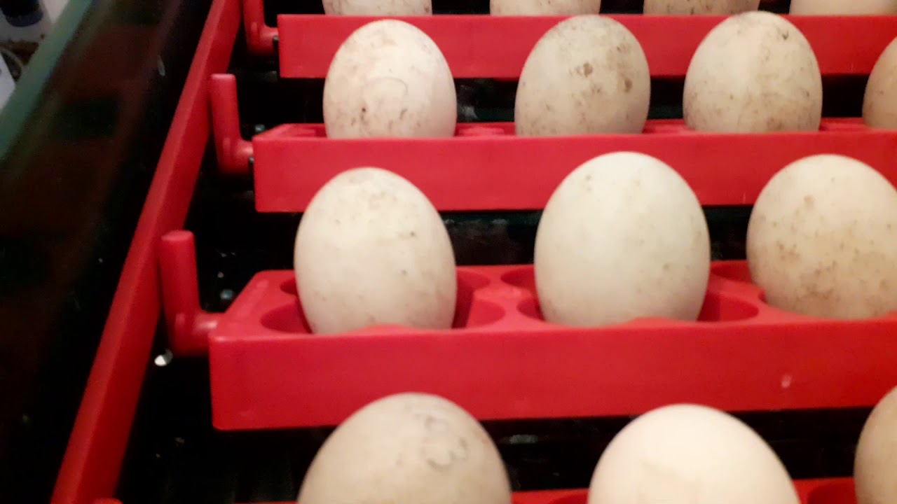 Ma couveuse avec 24 œuf de canard colvert YouTube — free download