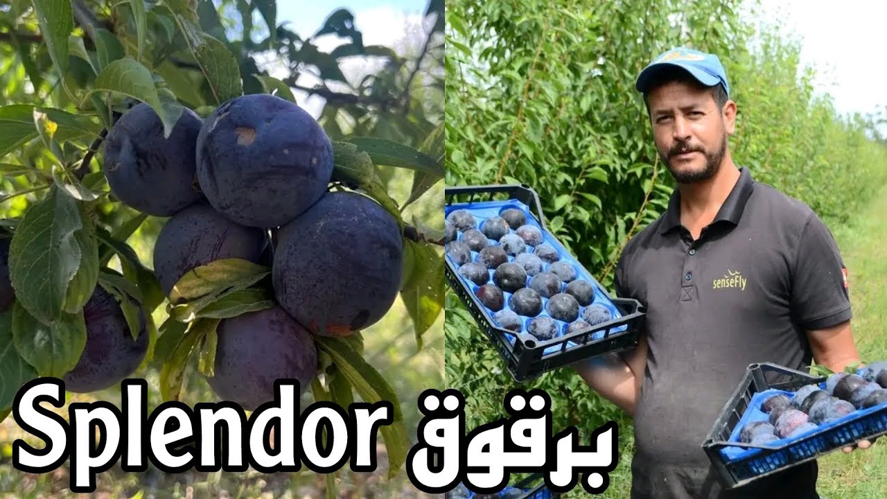 شاهد أجود أصناف البرقوق في الجزائر  بلاك سبلاندر Black Splendor Prune d'Algérie