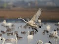 Swans taking off