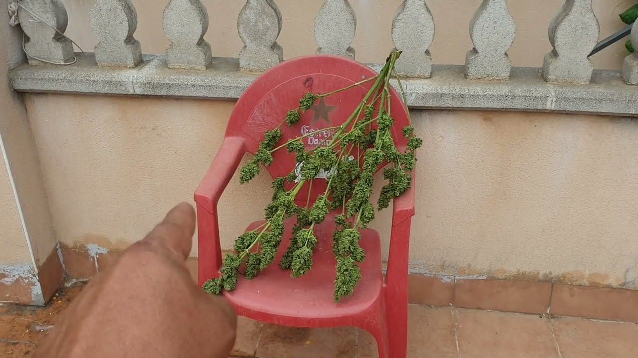 Харв Green Poison XL Auto Sweet Seeds 67 дней от Мария Любит Хуана 