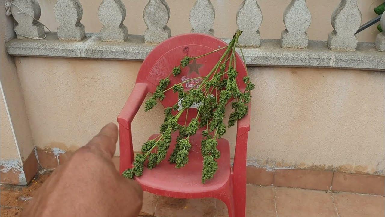 Харв Green Poison XL Auto Sweet Seeds 67 дней от Мария Любит Хуана sweetseedsgreenpoison