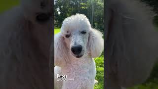 Do dogs know how soft they are? screenshot 3