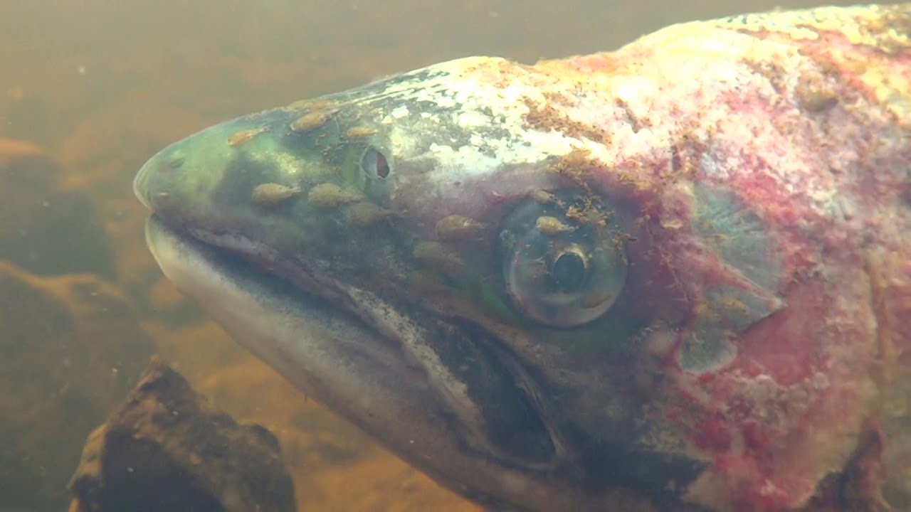 Adult Wild Salmon Eaten Alive By Sea Lice YouTube adult-wild-salmon-eaten-alive-by-sea-lice-youtube
