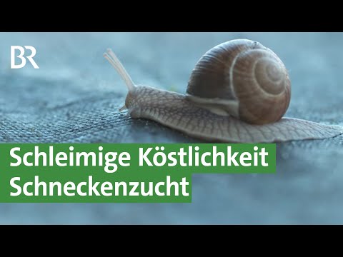 Video: Wie man Schnecken zu Hause füttert