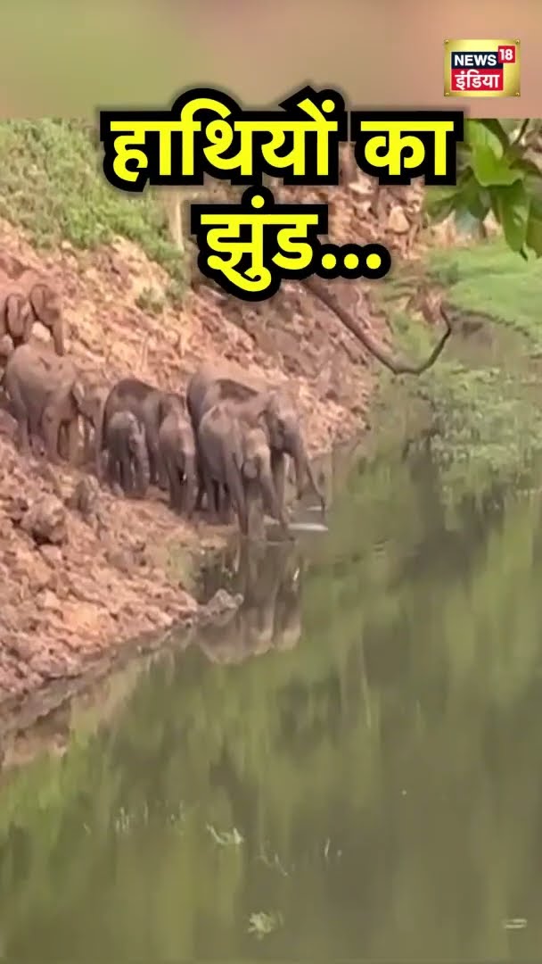 हाथियों का झुंड... | News18 India | Elephant Shorts | #Shorts | Hindi News | Viral Video