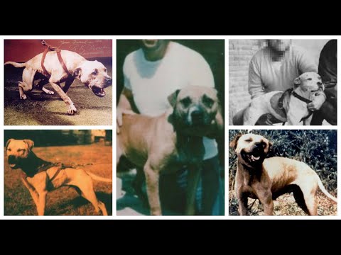 THE LEGEND OF BOB FINLEY & CH BO : PITBULL HISTORY