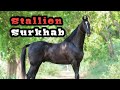     stallion surkhab  green valley farm faridkot 