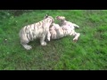 Baby white tigers at play 2