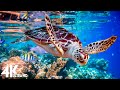 4K Stunning Underwater Wonders of the Red Sea + Relaxing Music - Coral Reefs &amp; Colorful Sea Life #3