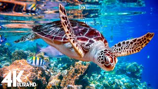 4K Stunning Underwater Wonders of the Red Sea + Relaxing Music - Coral Reefs & Colorful Sea Life #3