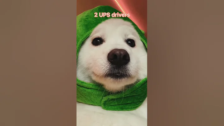 Funny dogs Reaction 😂     #shorts #funny #funnydogs #hellochaz #fyp