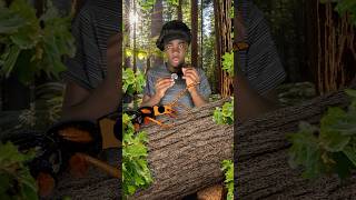 Why This Beetle Is So Deadly