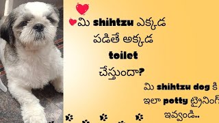 potty training for Shihtzu dogs #telugu మి shihtzu ఇలా చేస్తుందా అయితే ఈ వీడియో చూడండి