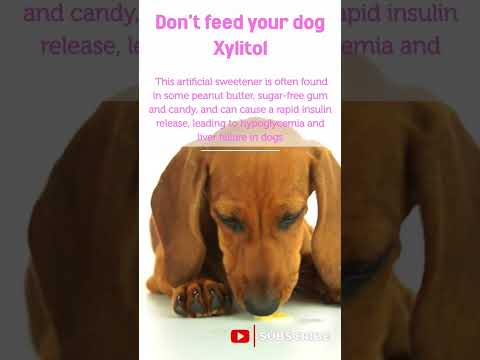 Video: Xylitol-toksicitet hos hunde