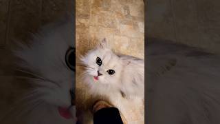 Delphine Forgets About Her Tongue  #funny #cat #viral