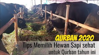 TIPS SINGKAT BAGAIMANA MEMILIH HEWAN QURBAN SAPI 2020