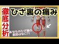 【あなたのひざ裏痛の原因とは…？】3D解剖学アプリであなたのひざ裏痛の原因を詳しく解説《東京ひざ痛専門整体院 京四郎 -KYOSIRO-》#ひざ痛#ひざ裏#京四郎