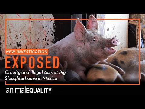 INVESTIGATION: Cruel and Illegal Acts Exposed at Mexican Pig Slaughterhouse