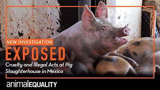 Investigation Cruel And Illegal Acts Exposed At Mexican Pig Slaughterhouse