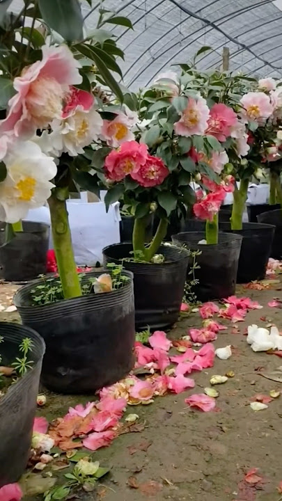 Beautiful colourful camellia #flowers #beautiful #garden
