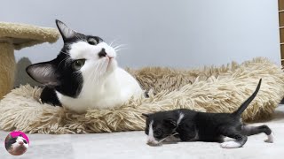 The first meeting between a baby kitten and miracle older cat Mu was filled with kindness and love