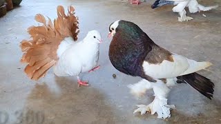 exotic pigeons collection | fancy pigeon breeds | top 5 amazing pigeon videos