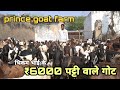 भिकम भाई के 6000 पट्टी वाले बकरे | prince goat farm ke ₹6000 Patti wale 250 cutting goat