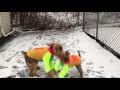 Lenny and martins playing in the snow