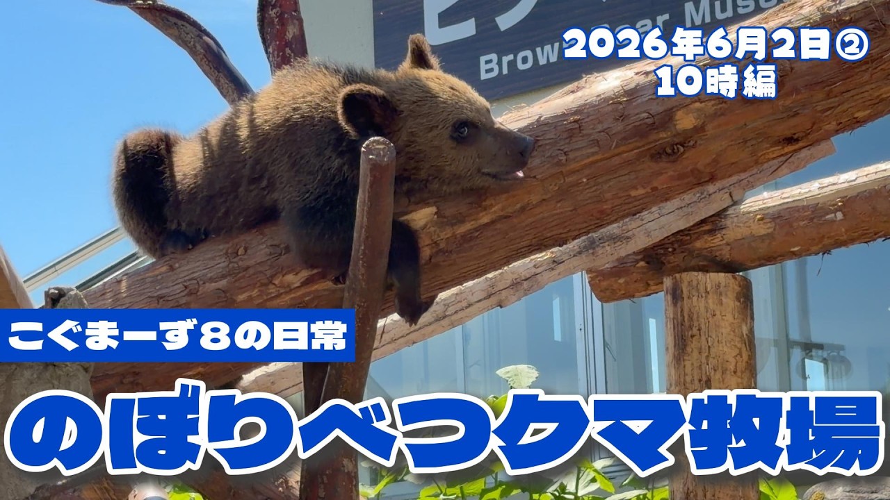 2026/06①】こぐまーずの日常②10時編 - YouTube