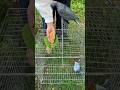 Amazing Pigeon Catching Technique 🕊️🔥 #Shorts #BirdTrap #PigeonTrap #Birds #VillageLife