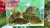 World Record Rio Grande Cichlid Youtube