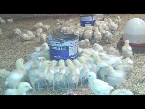 عمر 11 يوم الفراخ مع خلطة زيادة الوزن وطريقة وتهوية المكان من غير الفراخ متتعب