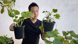 How To Grow Real Wasabi At Home