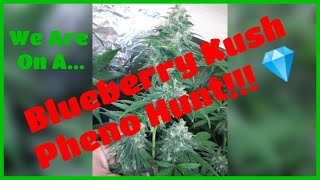 Blueberry Kush Pheno Hunt & Drying Update!