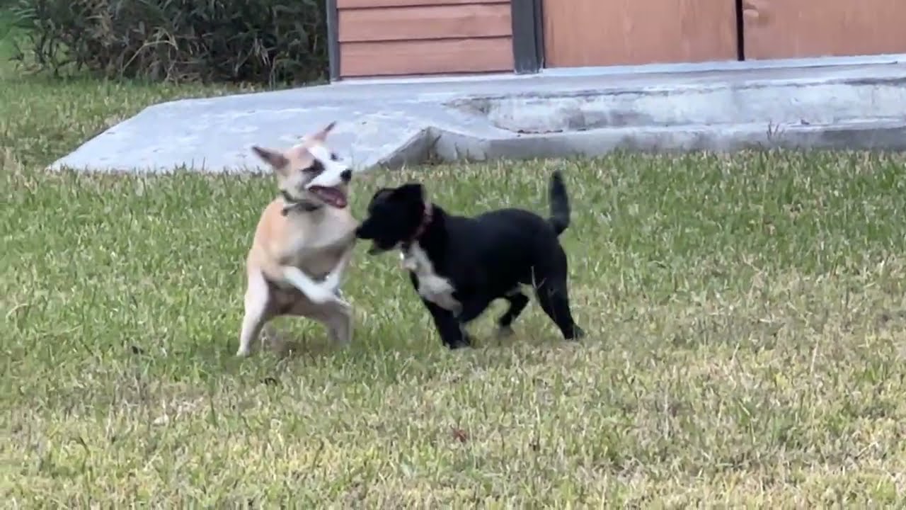 El video más feliz! Juliancito se apropió  de ella y ella contenta 😍