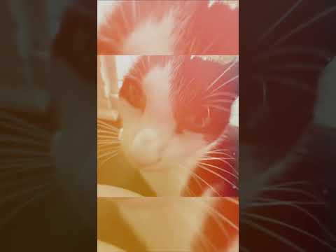 #cat #edit