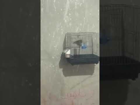 كروازمون حمليل و لوڨريسيط واش رايكم