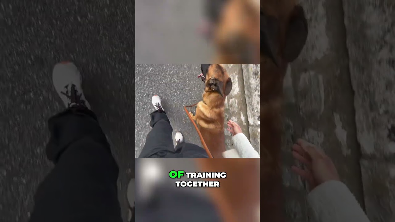 Dog Training Transformation: From Doubt to Delight in a Year 