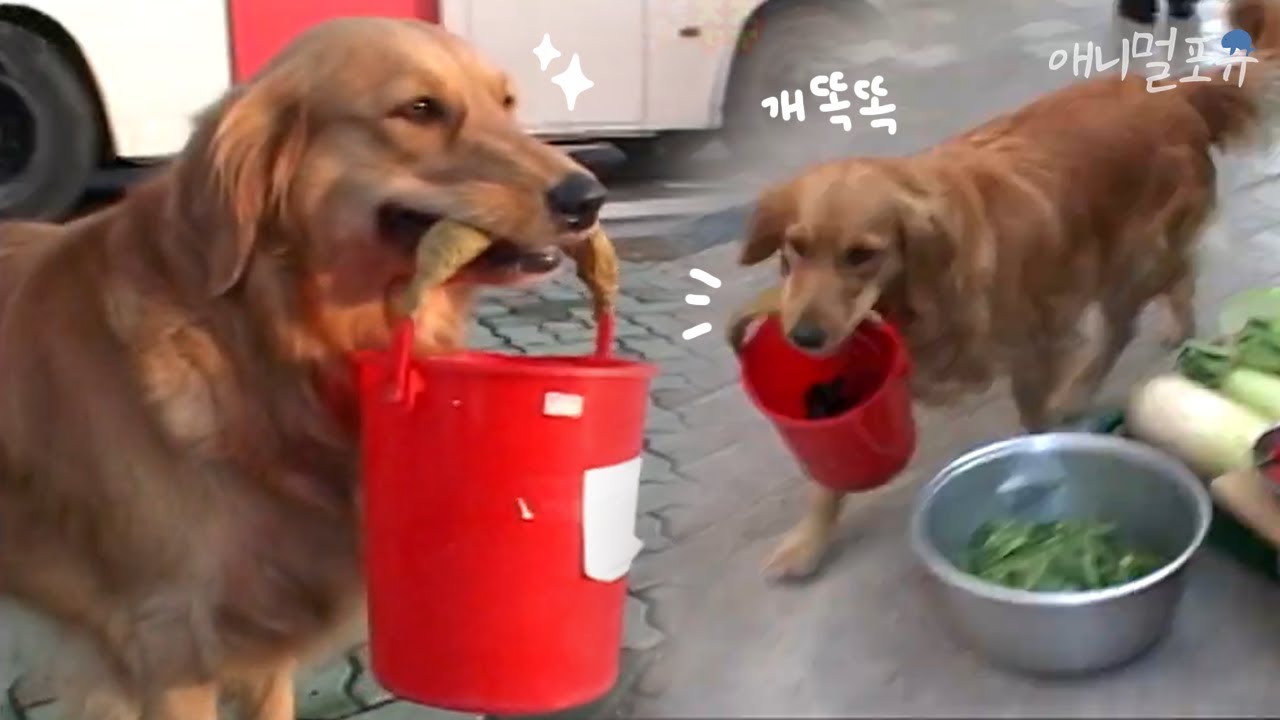 혼자 시장가서 장보는 천재견 리트리버 똑순이｜KBS 주주클럽 061112 방송