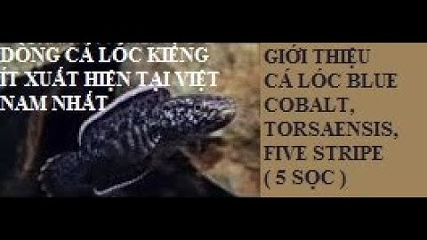 Cá cảnh An An | Cách nuôi Cá Lóc Kiểng Torsaensis ( Channa Blue cobalt, Five stripe ) #cacanhanan