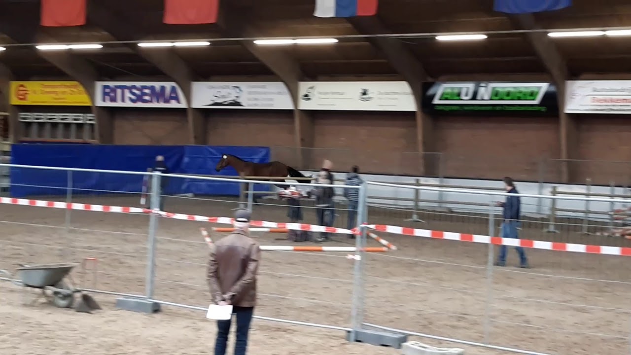 K.derwin (Douglas x Chin Chin)