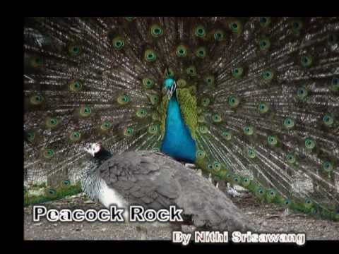 Peacock Rock   มยุราภิรมย์