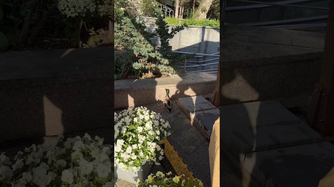 Утка в порядке 🦆 