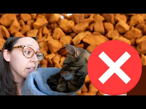 Dry Food Only? 5 Reasons Your Cat Can&rsquo;t Survive AND Thrive on Kibble