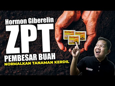 Video: Apakah anti giberelin?