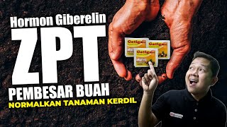 KEISTIMEWAAN HORMON GIBERELIN GATIGA, ZPT PEMBESARRR BUAH DAN NORMALKAN TANAMAN KERDIL.