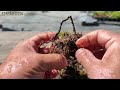 竜神蔦は太る気がしない #盆栽 #bonsai