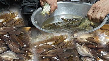 Gỏi Cá Nhảy Tây Bắc Cao Thủ Ăn Cả Chậu Cá Thánh Ăn Cá Nhảy Có 102