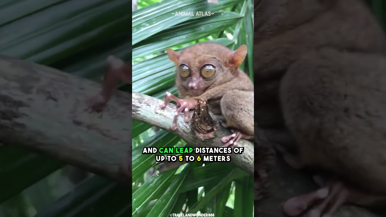 The Primate With The Biggest Eyes - Tarsier