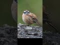 ホオジロの鳴き声（地鳴き）